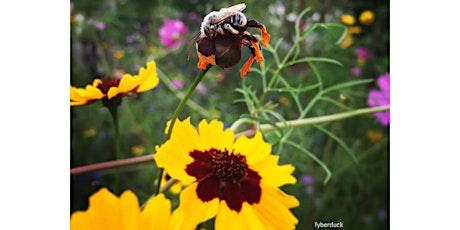 Frederick County Master Gardener:  Pollinator Garden Basics