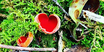 TASTER Foraging Workshop in Bakewell primary image