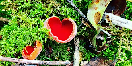 TASTER Foraging Workshop in Bakewell