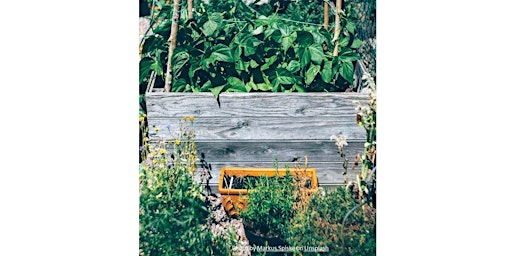 Immagine principale di Frederick County Master Gardener:  Container Gardening 