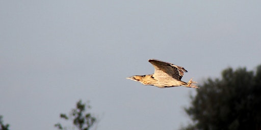 Immagine principale di Coach trip and guided day’s birding: RSPB Strumpshaw Fen, Norfolk 