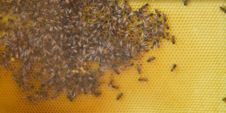 Honey Harvesting with Dulce primary image