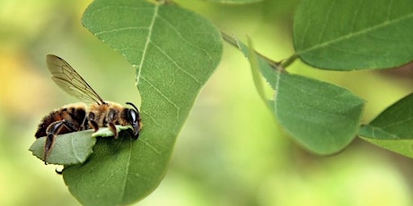 Imagem principal do evento Tending Mason Bees & Leafcutter Bees