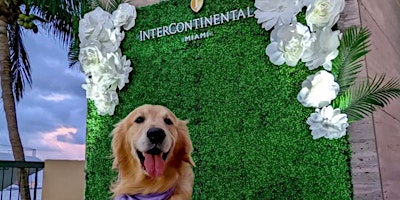 InterContinental Miami Weekly Paws Patio primary image