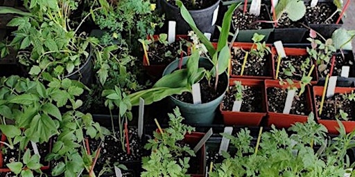 Frederick County Master Gardener:  Propagating Native Plants primary image