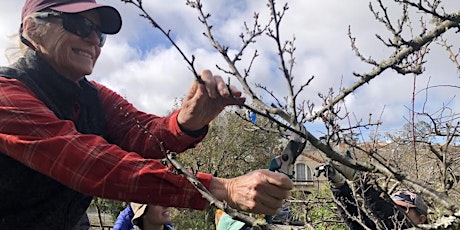 Imagem principal do evento Winter Fruit Tree Pruning
