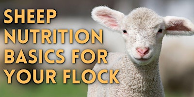 Imagen principal de Sheep Nutrition Basics for Your Flock