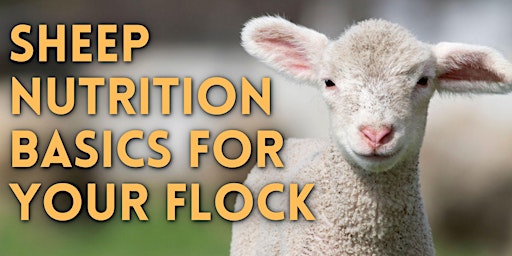 Primaire afbeelding van Sheep Nutrition Basics for Your Flock