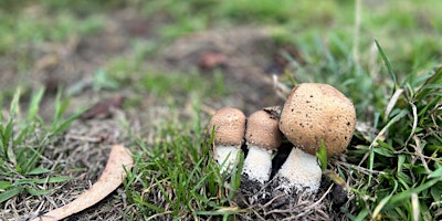 New Traditions  Golden Gate Park Family Mushroom Foray #3 primary image