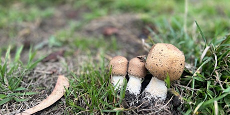 New Traditions  Golden Gate Park Family Mushroom Foray #3