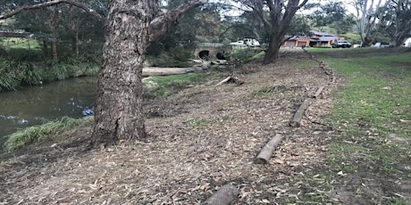 National Tree Day - Coolibah Reserve, Bardwell Valley primary image