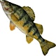 Organizer profile image