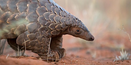'Eye of the Pangolin' private screening and panel discussion primary image