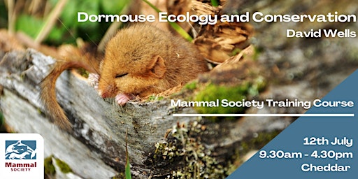 Primaire afbeelding van Dormouse Ecology & Conservation - In-person
