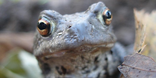 Imagem principal do evento Wildlife Weans Mugdock: Spring has Sprung! (1-6yr olds)