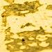 Organizer profile image