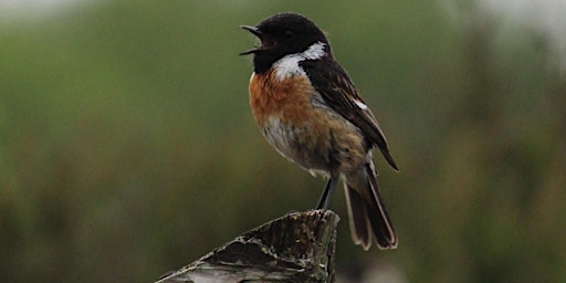 Imagem principal de Dawn Chorus, Lenzie