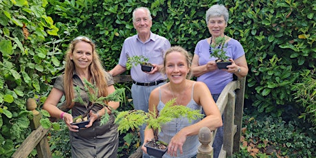 Create a Bonsai Experience in a Streamside Garden