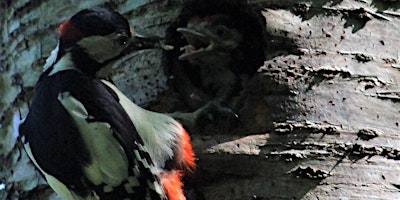 Image principale de Birds Before Breakfast, Mugdock