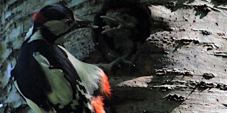 Birds Before Breakfast, Mugdock