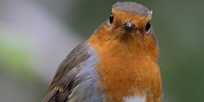 Primaire afbeelding van Evening Bird Song, Campsie Glen