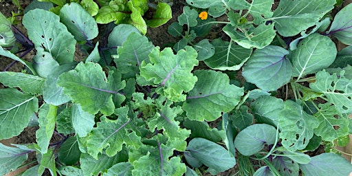 Regenerative NO DIG edible gardening primary image