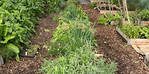 Hauptbild für Regenerative Herb Production