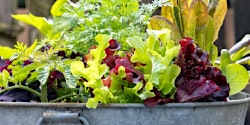 Image principale de Container Gardening