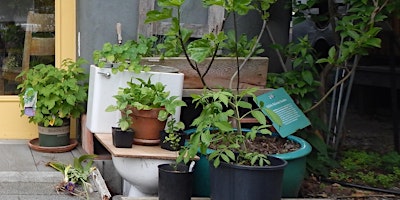 Growing Vegetables in Containers primary image