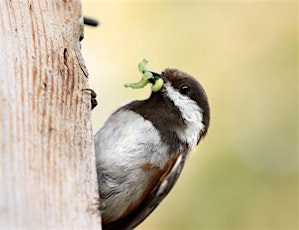 How Birds Help: Gardening with Reciprocity