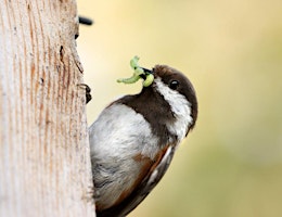 Hauptbild für How Birds Help: Gardening with Reciprocity