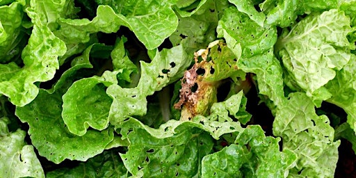Hauptbild für Managing Pests & Diseases in your Organic Vegetable Garden (online)