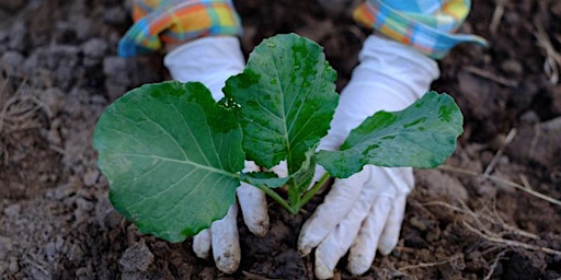 Imagem principal de Winter Vegetable Growing