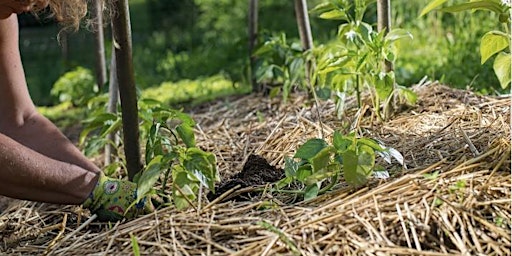 Imagem principal de Resilient Gardening for a Changing Climate