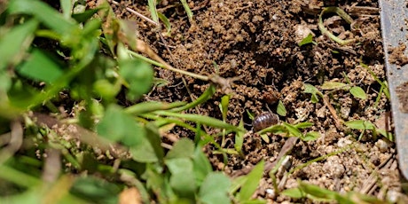 Imagen principal de Free Workshop Soil: Really Important Tiny Lives