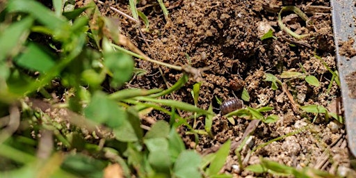 Free Workshop Soil: Really Important Tiny Lives primary image