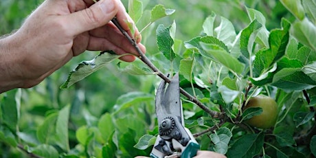 Summer Fruit Tree Pruning