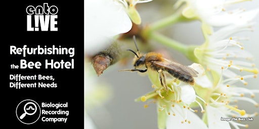 Hauptbild für Refurbishing the Bee Hotel: Different Bees, Different Needs