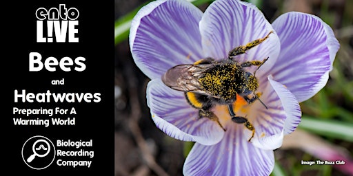 Imagem principal de Bees and Heatwaves: Preparing For A Warming World