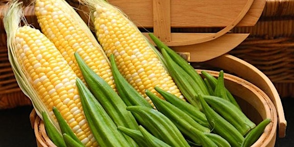 Corn, the Golden Essence of Summer and Okra, A Garden Giant