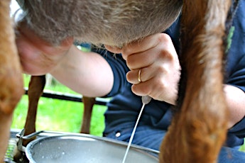 3 in 1Workshop-Goats, Milking, Cheese & Soap Makin