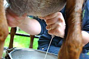 Imagem principal do evento 3 in 1Workshop-Goats, Milking, Cheese & Soap Makin