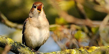 Guided bird walk - Cheshunt: Nightingale Walk