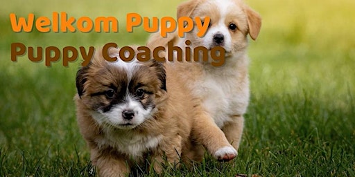Primaire afbeelding van Webinar: Welkom Puppy - Instaples Puppy Coaching