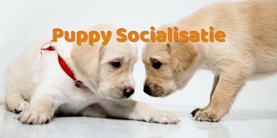 Puppy+Socialisatieklas