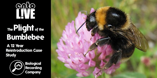 Hauptbild für The Plight of the Bumblebee: A 12 Year Reintroduction Case Study