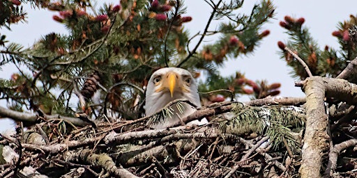 Imagem principal do evento Bald Eagle Viewing Kayak Tour