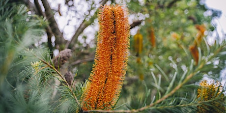 Resilient Habitat Gardens