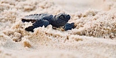 Imagem principal do evento TurtleCare Hatchling Club- School Holiday Activity