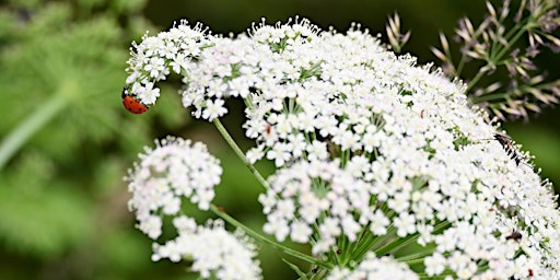 Waldbaden - Achtsamkeit in der Natur primary image